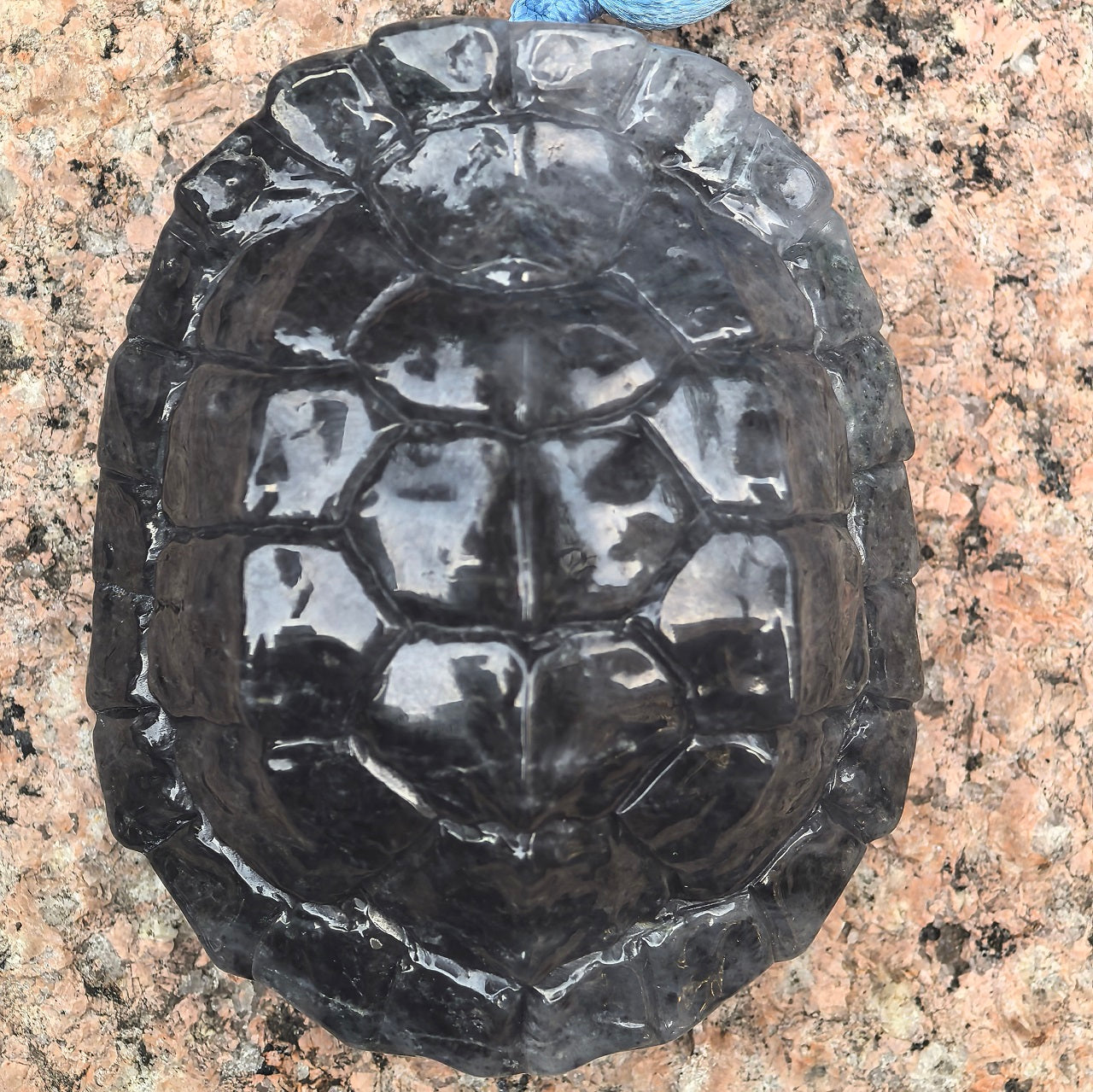 Natural Grade-A Black-and-White Jadeite Turtle Shell Carving Ornament ·Burmese Jade